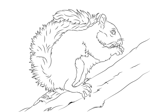 Eastern Grey Squirrel On A Tree Coloring Page